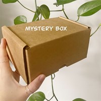 £25 Plant Pot Mystery Box