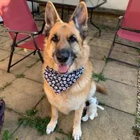 Handmade Pet Bandanas