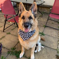 Handmade Pet Bandana