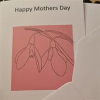 Mothers day card. Pink snowdrop flower.