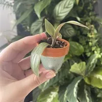 Set of 3 mini terracotta plant pots