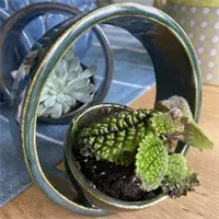 Succulent Pot 4 gallery shot 12